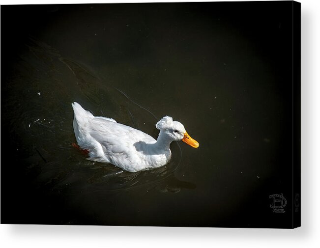 Crested Domestic Duck Acrylic Print featuring the photograph U Qwak Me Up by Daniel Hebard