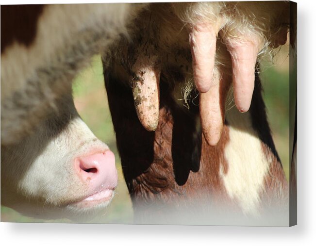 Calf Acrylic Print featuring the photograph Udderly Adorable by Living Color Photography Lorraine Lynch