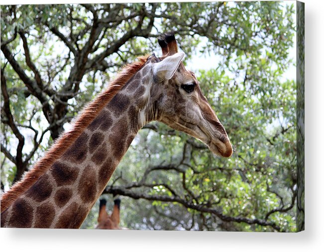 Giraffe Acrylic Print featuring the photograph Umm I See You by Samantha Delory