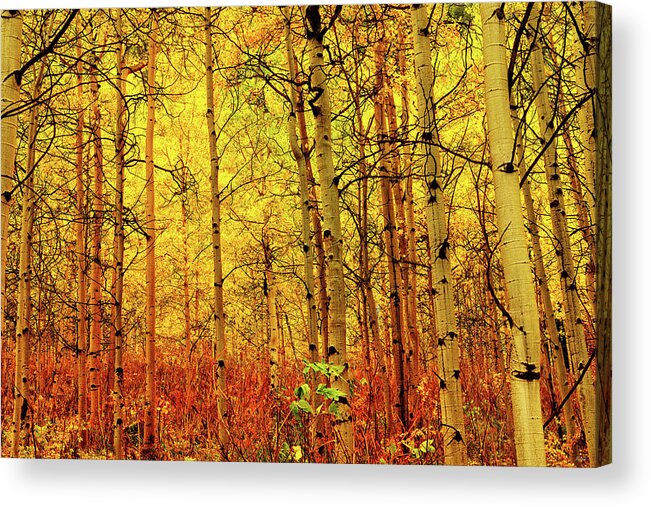 Autumn Acrylic Print featuring the photograph Under the Golden Canopy by Greg Norrell
