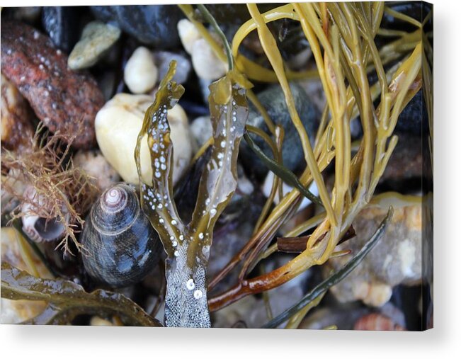  Acrylic Print featuring the photograph Under the Sea by Modern Art