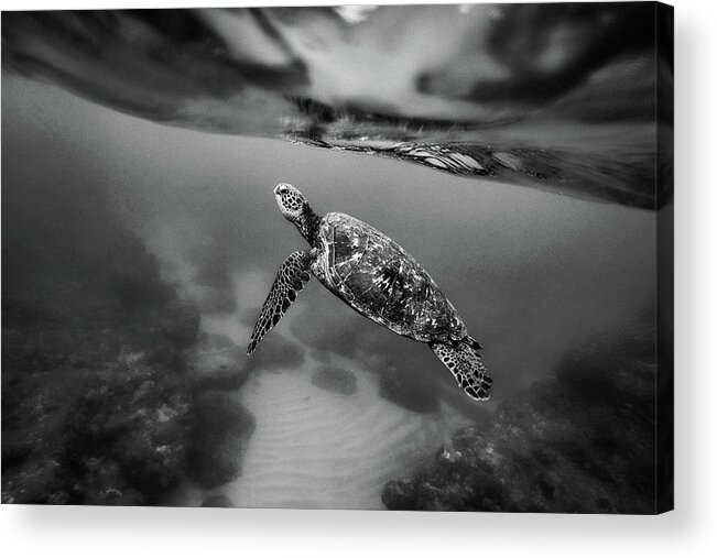 Sea Turtle Acrylic Print featuring the photograph Under the Wave by Sebastian Musial