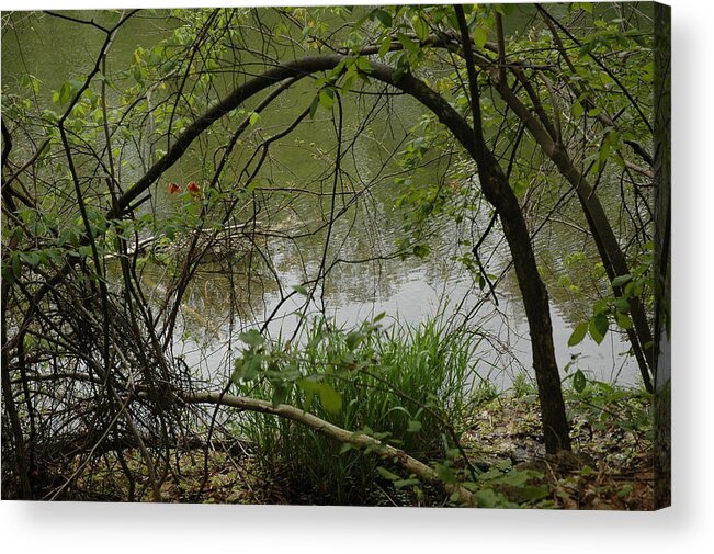 Landscapes Acrylic Print featuring the photograph Under the Wild Wood Arch by LeeAnn McLaneGoetz McLaneGoetzStudioLLCcom