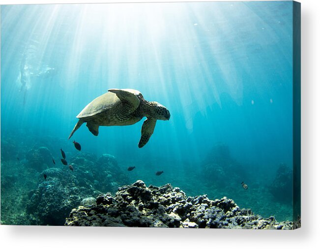 Ocean Acrylic Print featuring the photograph A Honu World by Micah Roemmling