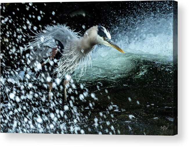 Great Acrylic Print featuring the photograph Unfazed Focus by Everet Regal