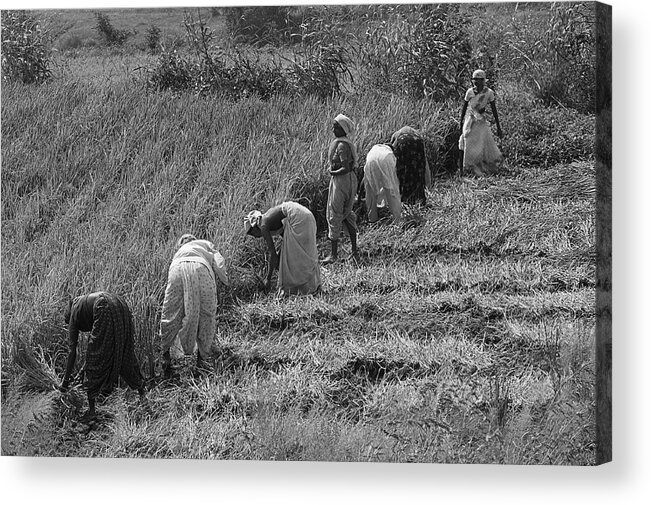 United Acrylic Print featuring the photograph SKN 2610 United Errand BW by Sunil Kapadia