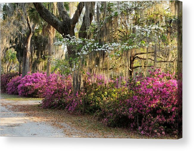 Spring Acrylic Print featuring the photograph Unpaved road in Spring by Bradford Martin