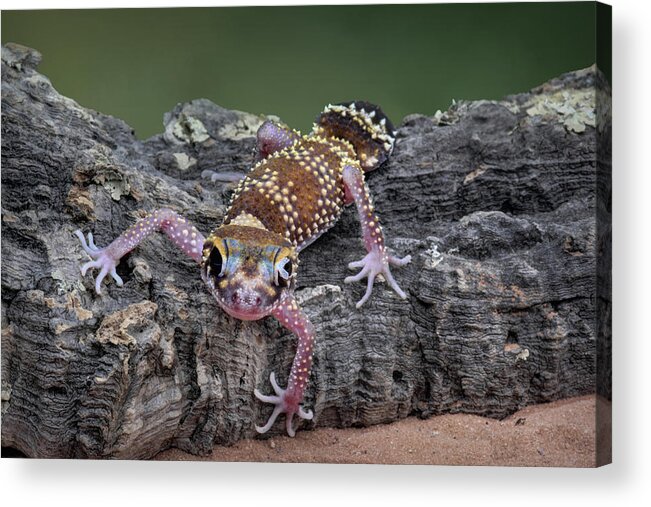 Gecko Acrylic Print featuring the photograph Up and Over - Gecko by Nikolyn McDonald