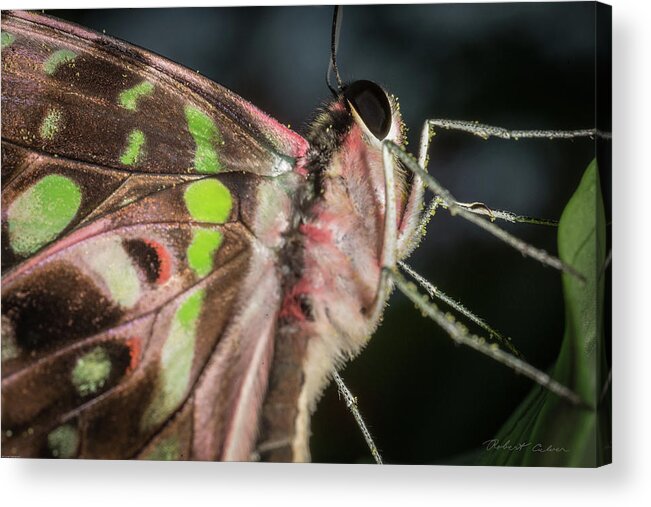 Butterfly Acrylic Print featuring the photograph Up close and personal by Robert Culver