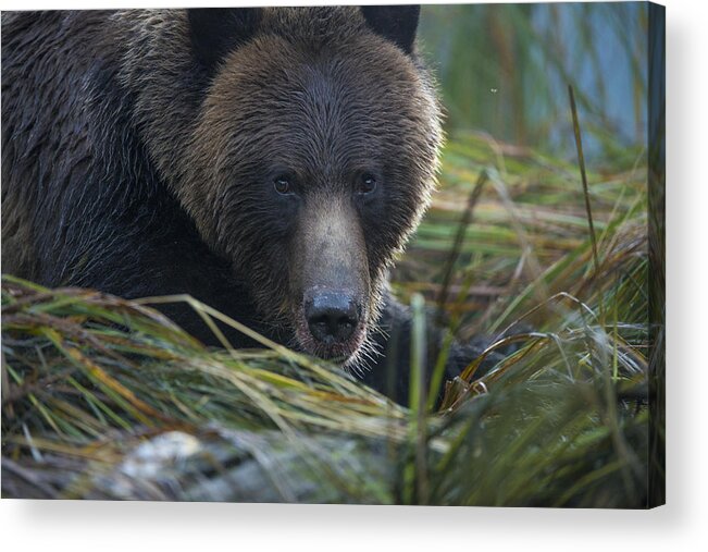 Grizzly Acrylic Print featuring the photograph Up Close and Personal with a Grizzly by Bill Cubitt