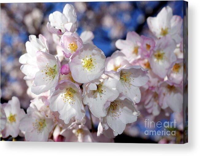 Terry Elniski Photography Acrylic Print featuring the photograph Vancouver 2017 Spring Time Cherry Blossoms - 13 by Terry Elniski