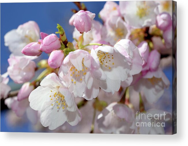 Terry Elniski Photography Acrylic Print featuring the photograph Vancouver 2017 Spring Time Cherry Blossoms - 7 by Terry Elniski