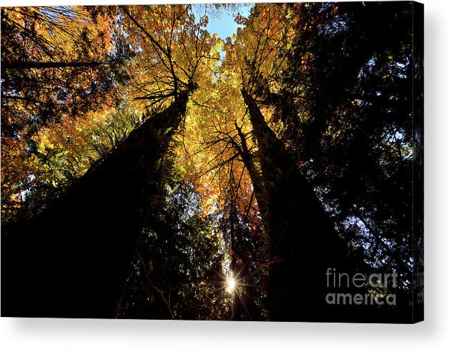Terry Elniski Photography Acrylic Print featuring the photograph Vancouver Stanley Park Trees 2017 - 3 by Terry Elniski