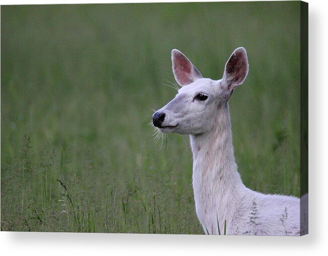 White Acrylic Print featuring the photograph Vanna the White Deer by Brook Burling