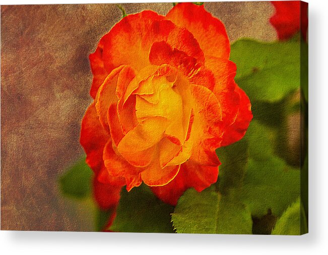 Variegated Acrylic Print featuring the photograph Variegated Beauty - Rose Floral by Barry Jones