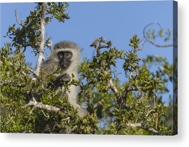 Vervet Acrylic Print featuring the photograph Vervet Monkey perched in a treetop by David Watkins