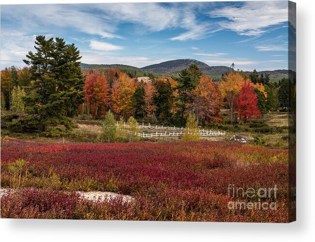  Blueberry Barrens Acrylic Print featuring the photograph Vibrant by Karin Pinkham