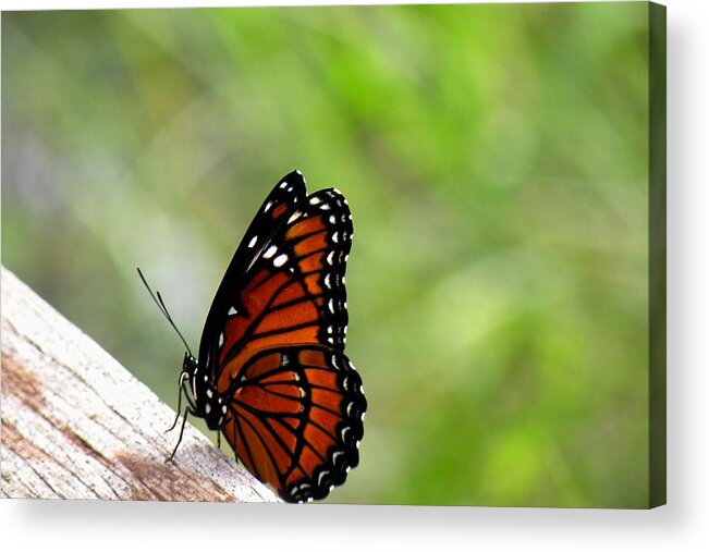 Butterfly Acrylic Print featuring the photograph Viceroy Butterfly Side View by Rosalie Scanlon