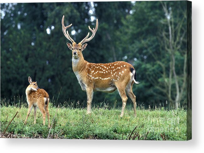 Adult Acrylic Print featuring the photograph Vietnamese Sika Deer by Gerard Lacz
