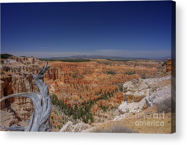 Bryce Canyon National Park Acrylic Print featuring the photograph View with old tree at Bryce Canyon National Park by Dan Friend