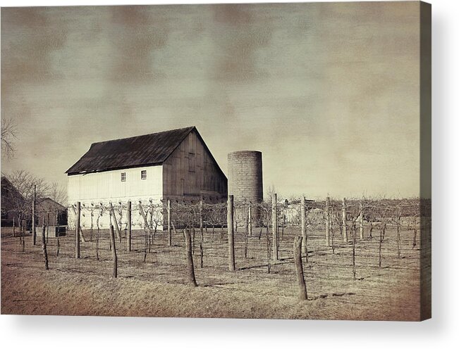  Vineyard Acrylic Print featuring the photograph Vineyard in Winter by Theresa Campbell