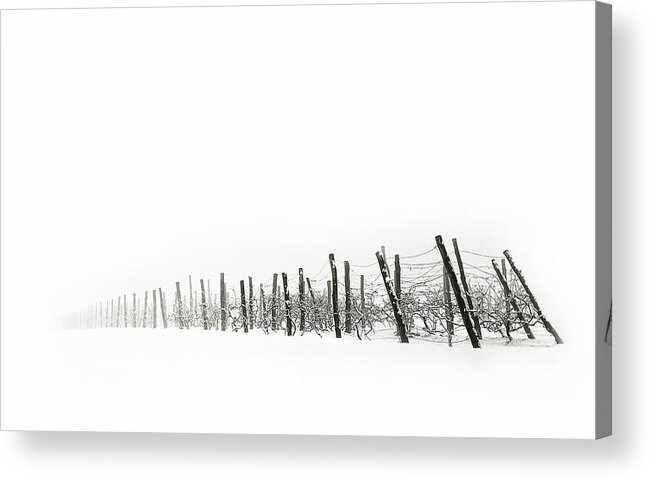 Fence Acrylic Print featuring the photograph Vineyard by Sasa Krusnik