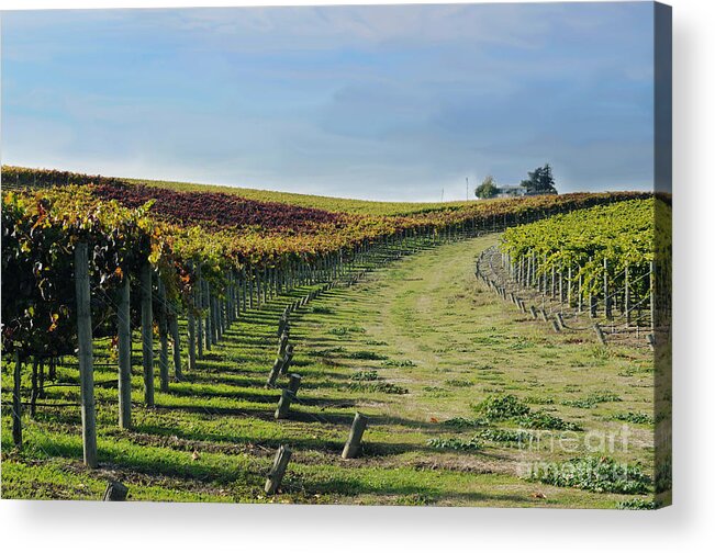Vineyard Acrylic Print featuring the photograph Vineyard Shadows Livermore by Haleh Mahbod