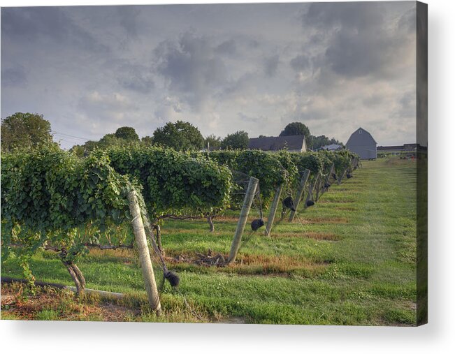 Lenz Vineyard Acrylic Print featuring the photograph Vineyard with barn by Steve Gravano