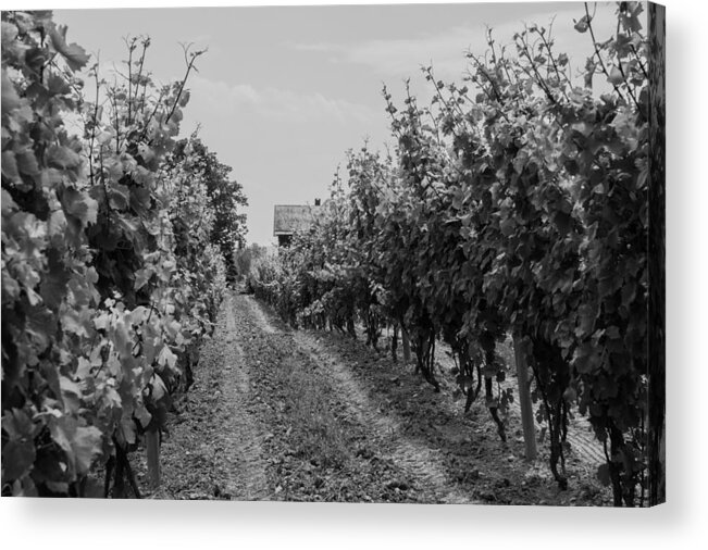 Vineyard Acrylic Print featuring the photograph Vineyards of old Horizontal BW by Photographic Arts And Design Studio