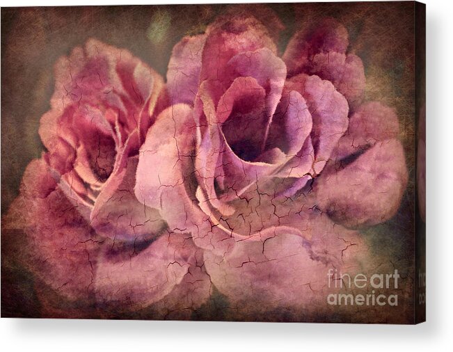 Macro Acrylic Print featuring the photograph Vintage Roses - Deep Pink by Judy Palkimas