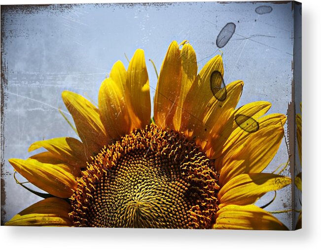 Sunflower Acrylic Print featuring the photograph Vintage Sunflower- Fine Art by KayeCee Spain