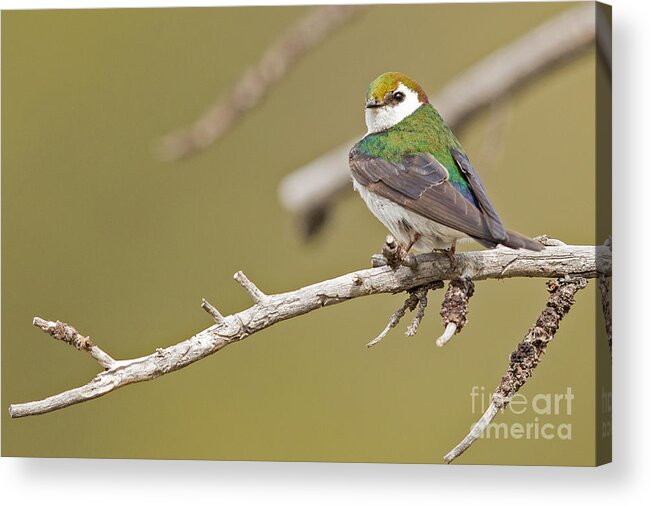 Violet-green Swallow Acrylic Print featuring the photograph Violet Green Swallow by Natural Focal Point Photography