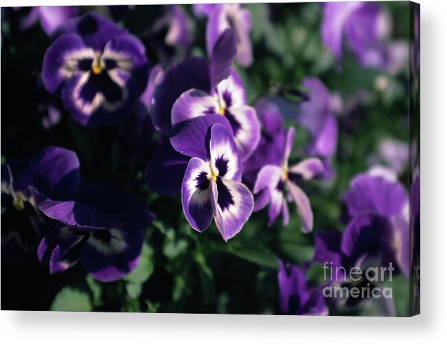 Violet Acrylic Print featuring the photograph Violet Pansies by Riccardo Mottola