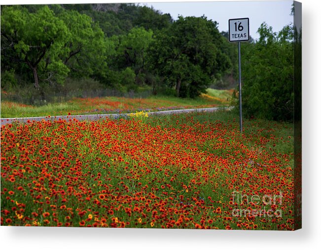 Stunning Acrylic Print featuring the photograph Vivid red Indian Blanket Firewheels wildflowers bathed in mornin by Dan Herron