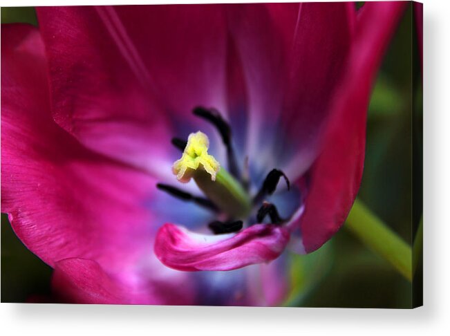 Tulips Acrylic Print featuring the photograph Vivid Velvet by Jessica Jenney