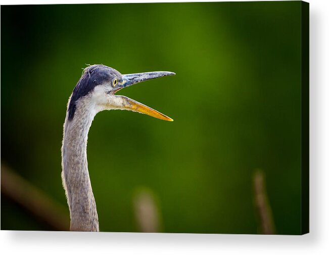 Bird Acrylic Print featuring the photograph Vocal Heron by Jeff Phillippi