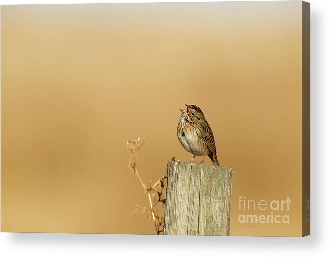 Lincoln's Sparrow Acrylic Print featuring the photograph Vocal One by Beve Brown-Clark Photography