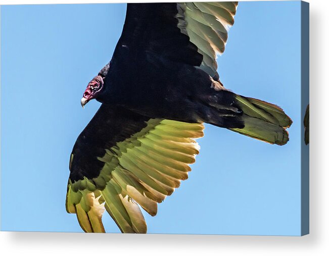 Hawk Mountain Acrylic Print featuring the photograph Vulture by Gary E Snyder