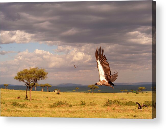 Kenya Acrylic Print featuring the photograph Vulture on the Mara by Michael Morrissey