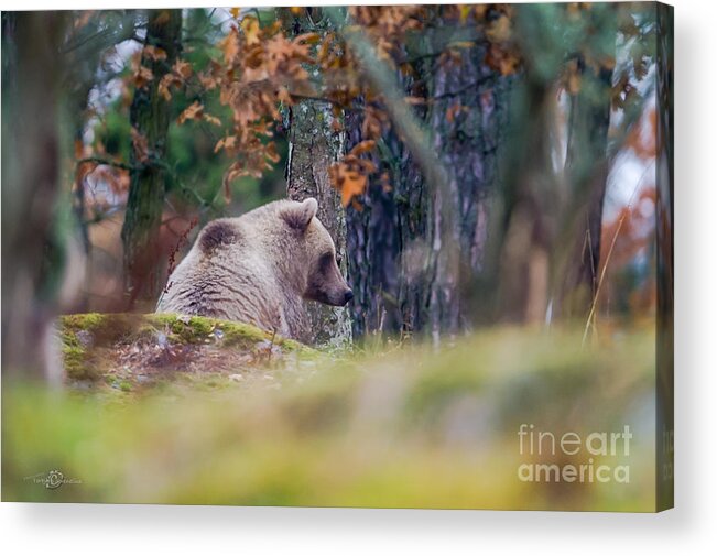 Waiting Bear Acrylic Print featuring the photograph Waiting Bear by Torbjorn Swenelius