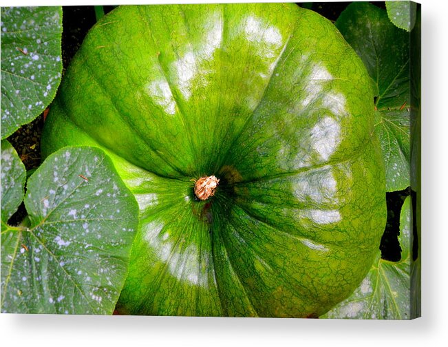 Pumpkin Acrylic Print featuring the photograph Six More Weeks by Antonia Citrino