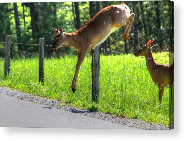Deer Acrylic Print featuring the photograph Waiting In Line by Carol Montoya
