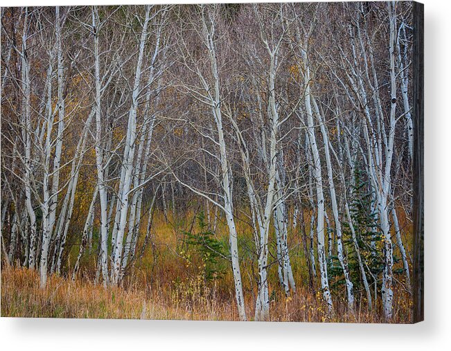 Forest Acrylic Print featuring the photograph Walk In The Woods by James BO Insogna