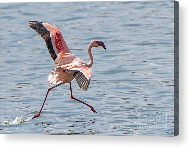 Flamingo Acrylic Print featuring the photograph Walking on water by Pravine Chester
