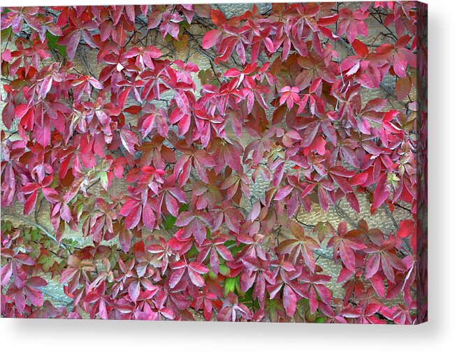 Wall Of Leaves Acrylic Print featuring the photograph Wall of Leaves 1 by Dubi Roman