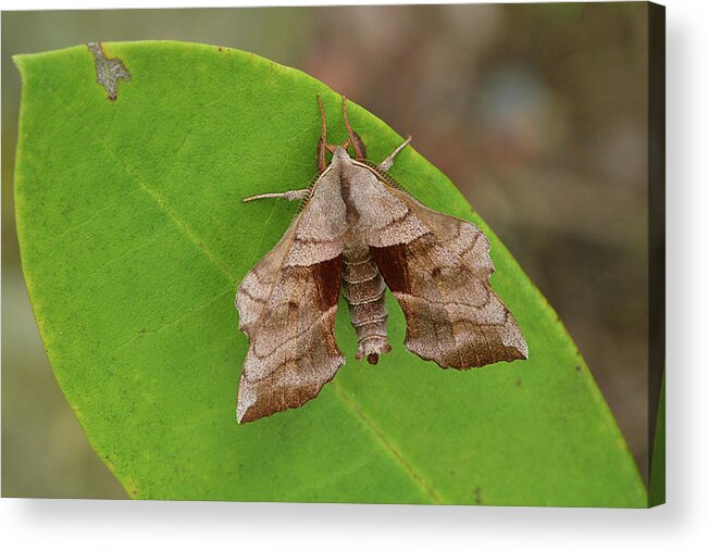 Insect Acrylic Print featuring the photograph Walnut Sphinx Moth by Alan Lenk