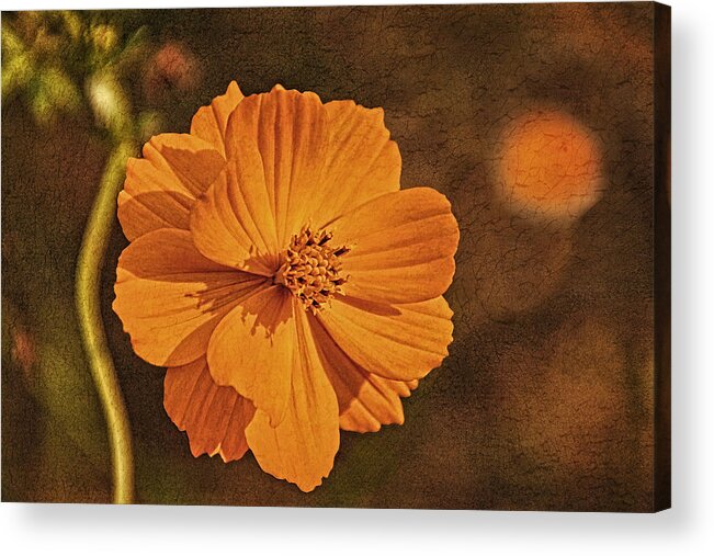 Bright Lights Acrylic Print featuring the photograph Warmth of Summer by Theo O'Connor