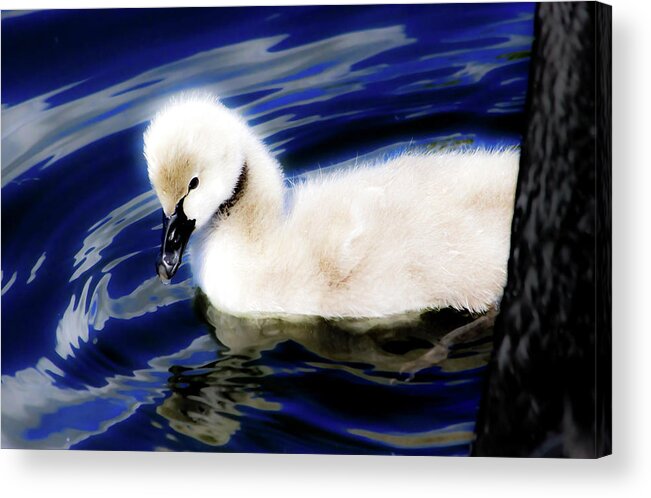 Cygnet Acrylic Print featuring the photograph Watchful Black Swan Babe by Miroslava Jurcik