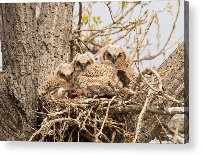 Owl Acrylic Print featuring the photograph Watchful Great Horned Owl Owlets by Tony Hake