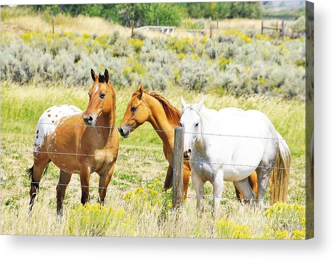 Horses Acrylic Print featuring the photograph Watchful by Merle Grenz